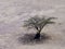 Tree and man in desert plain