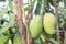 The tree mango raw fruit