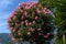Tree with many delicate pink flowers of Nerium oleander and green leaves in a exotic Italian garden in a sunny summer day, beautif