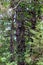 A tree with many dried branches in the forest between trees and plants