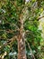 a tree with many shady branches filled with dense green leaves