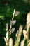 Tree marbled white butterflies on a plant in nature, black and white butterfly