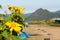 Tree marigold with bee, Mexican tournesol, Mexican sunflower wit