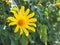 Tree marigold, Mexican sunflower