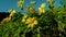 Tree marigold or Mexican sunflower blooming field-009