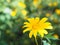 Tree marigold, Mexican sunflower, Nitobe chrysanthemum Tithonia