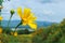 Tree marigold, Mexican tournesol, Mexican sunflower