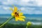 Tree marigold, Mexican tournesol, Mexican sunflower