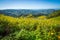 Tree marigold, Mexican tournesol, Mexican sunflower on blue sky