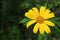Tree marigold, Mexican tournesol, Mexican sunflower, Nitobe chrysanthemum