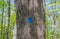 Tree marked with blue paint in the woods