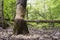 Tree with the marks of beaver teeth