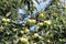 A tree with maturing fruits of a green apple. Vintage fruits rich in vitamins. Fruit trees for the garden. Agroindustrial business