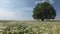 Tree on a meadow