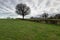 Tree meadow clouds hedge Raeren, Belgium