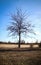 Tree on the meadow field