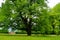 Tree on a meadow with green grass in Zamecky Park in Hluboka Castle Hluboka nad Vltavou, Czech Republic during spring season