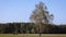 Tree on a meadow in Mazowsze region, Poland