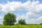 Tree in a meadow on nice summer day