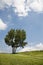 Tree meadow and the sky