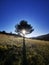 Tree on a meadow in sunrise