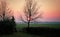Tree in the meadows in the countryside at sunset dutch netherlands
