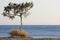 Tree and Mediterranean sea at sunset in Plakias. Crete. Greece