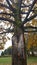 Tree meets a flash of lightning