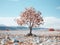 a tree in the middle of a barren field