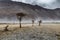 a tree in the middle of the desert,Hunder Sand Dunes of Nubra Valley,Leh Ladakh, India,
