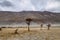 a tree in the middle of the desert,Hunder Sand Dunes of Nubra Valley,Leh Ladakh, India,