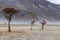 a tree in the middle of the desert,Hunder Sand Dunes of Nubra Valley,Leh Ladakh, India,