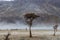 a tree in the middle of the desert,Hunder Sand Dunes of Nubra Valley,Leh Ladakh, India,