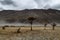 a tree in the middle of the desert,Hunder Sand Dunes of Nubra Valley,Leh Ladakh, India,