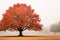 a tree in the middle of a foggy field