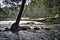 Tree in the middle of a river in a snowed landscape