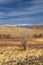 Tree in the middle of Scenic Owens valley in Sierra mountains