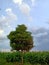 a tree in the middle of a sturdy rice field