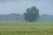 Tree in the middle of the wheat field. Rain and fruitage, forest in background. Organic crop.