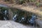 Tree mirror reflection in a shallow puddle in remote Tasmania