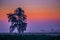 tree in a mist, colourful dawn sky