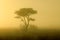Tree in mist at sunrise - Kalahari desert