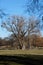 Tree with mistletoe in the English Garden