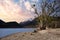 tree with mistletoe on the shores of the lake of barrea abruzzo