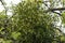 Tree with mistletoe - viscum