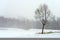 Tree in misty haze of winter blizzard