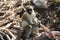 Tree Monkey in St. Kitts Eastern Caribbean