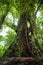 Tree in the Monteverde cloud forest, Costa Rica