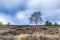 Tree in moorland on the national park Groote Zand