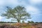 Tree in moorland on the national park Groote Zand near Hooghalen Drenthe